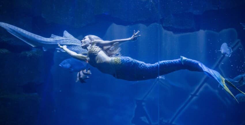 Face-to-Face with Sharks