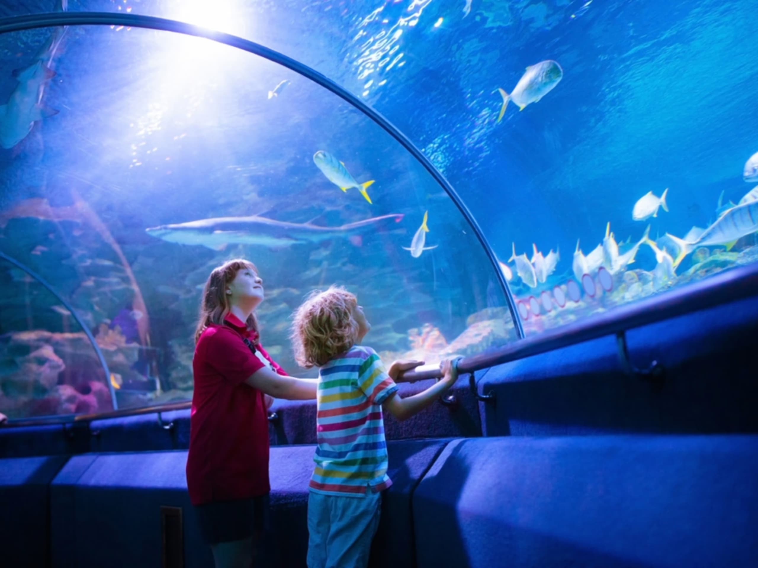 Over 13,000 Sea Creatures